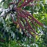 Schefflera actinophylla flower picture by Ravi Bhat (cc-by-sa)