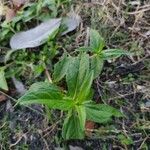 Sphagneticola trilobata leaf picture by Feya Sterling (cc-by-sa)