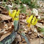 Erythronium americanum flower picture by kira deane (cc-by-sa)