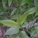 Celtis laevigata habit picture by Joshua Kuykendall (cc-by-sa)