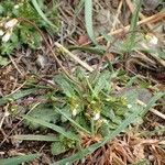 Arabis scabra habit picture by Yoan MARTIN (cc-by-sa)