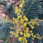 Acacia decurrens flower picture by Calderón Caldas Douglas (cc-by-sa)