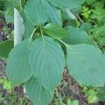 Cornus alternifolia leaf picture by Bryce Avot (cc-by-sa)