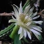 Praecereus euchlorus flower picture by osvaldo nohl (cc-by-sa)