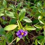 Solanum laciniatum flower picture by Pascal DUPUIS (cc-by-sa)