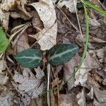 Chimaphila maculata leaf picture by Jamie (cc-by-sa)