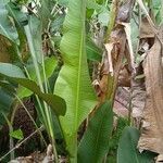 Heliconia bihai leaf picture by Jorge Cugat Herrero (cc-by-sa)