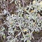 Antennaria parvifolia leaf picture by Decker Dan (cc-by-sa)