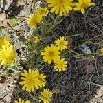 Crepis tectorum flower picture by Kaija Soini (cc-by-sa)