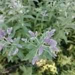 Mentha longifolia fruit picture by Kamil Kunert (cc-by-sa)