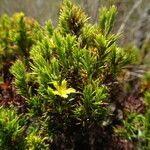 Hypericum juniperinum habit picture by Fabien Anthelme (cc-by-sa)