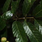 Cupania glabra leaf picture by Nelson Zamora Villalobos (cc-by-nc)