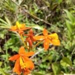 Epidendrum radicans flower picture by Monica Santelli (cc-by-sa)