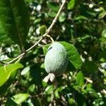 Acca sellowiana fruit picture by Armonía- Escuela de Masoterapia (cc-by-sa)