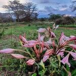 Crinum macowanii flower picture by susan brown (cc-by-sa)