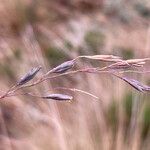 Festuca azucarica flower picture by Fabien Anthelme (cc-by-sa)