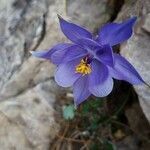 Aquilegia bertolonii flower picture by Nora Rapp (cc-by-sa)