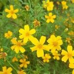 Tagetes tenuifolia flower picture by lilrbxtcg (cc-by-sa)