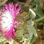 Centaurea sphaerocephala habit picture by Buscemi Giuseppe (cc-by-sa)