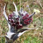 Cynoglossum magellense flower picture by Emanuele Santarelli (cc-by-sa)