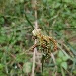 Eleusine coracana fruit picture by rakshith pawar (cc-by-sa)