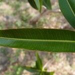 Stillingia lineata leaf picture by S. Dufour-Kowalski (cc-by-sa)