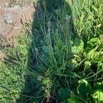 Plantago argentea habit picture by Gilles Istin (cc-by-sa)