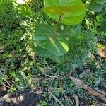 Coccoloba uvifera habit picture by William Gustave (cc-by-sa)