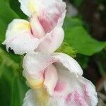 Costus guanaiensis flower picture by Santos Ana Elene (cc-by-sa)