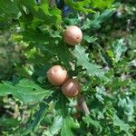 Quercus pubescens fruit picture by Florent M (cc-by-sa)