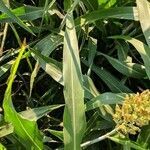 Sorghum bicolor leaf picture by Maurizio Azzini (cc-by-sa)