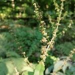 Rumex conglomeratus fruit picture by Dante Nil (cc-by-sa)