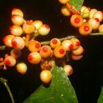 Sorocea trophoides fruit picture by Nelson Zamora Villalobos (cc-by-nc)