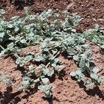 Coldenia procumbens habit picture by susan brown (cc-by-sa)