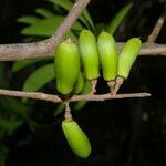 Sideroxylon stenospermum fruit picture by Nelson Zamora Villalobos (cc-by-nc)