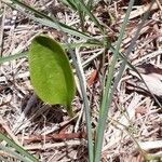 Ophioglossum vulgatum leaf picture by Stéphane Moriniere (cc-by-sa)