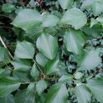 Hedera colchica leaf picture by PapyDan (cc-by-sa)