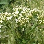 Achillea odorata habit picture by Yoan MARTIN (cc-by-sa)