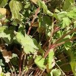 Geranium rotundifolium habit picture by Giovanni Scarmoncin (cc-by-sa)