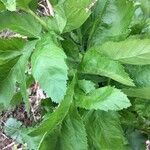 Angelica archangelica leaf picture by annick raes (cc-by-sa)