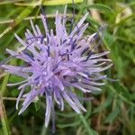 Carthamus mitissimus flower picture by biardeau (cc-by-sa)