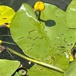 Nuphar lutea flower picture by Patrice Bracquart (cc-by-sa)