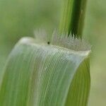 Panicum dichotomiflorum flower picture by Yoan MARTIN (cc-by-sa)