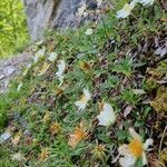 Dryas octopetala habit picture by Jani Zadrgal (cc-by-sa)