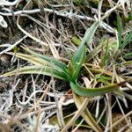 Carex brachycalama leaf picture by Fabien Anthelme (cc-by-sa)