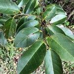 Annona glabra leaf picture by hope ebert (cc-by-sa)