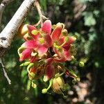 Lomatia ferruginea flower picture by Daniel Barthelemy (cc-by-nc)