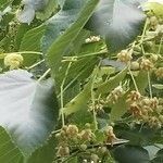 Tilia americana fruit picture by Amanda Smith (cc-by-sa)