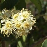 Prunus ilicifolia flower picture by Daniel Barthelemy (cc-by-nc)