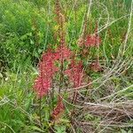 Erythrina herbacea habit picture by tufty_jam_bean (cc-by-sa)